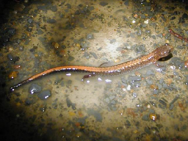  Plethodon serratus ID = 