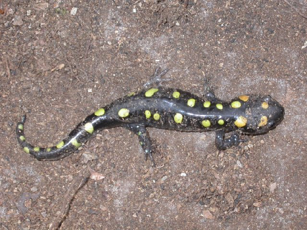  Ambystoma maculatum ID = 