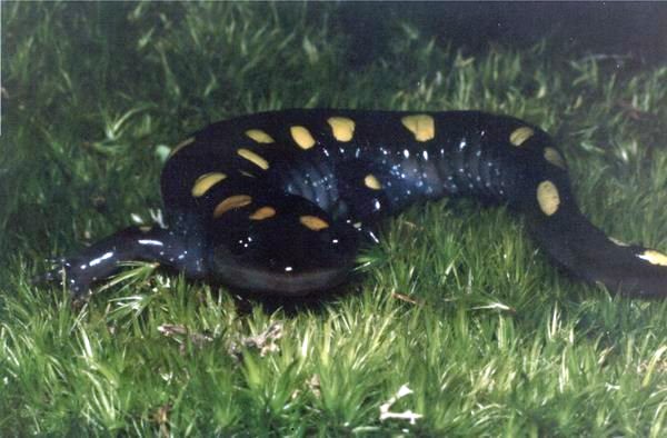  Ambystoma maculatum ID = 