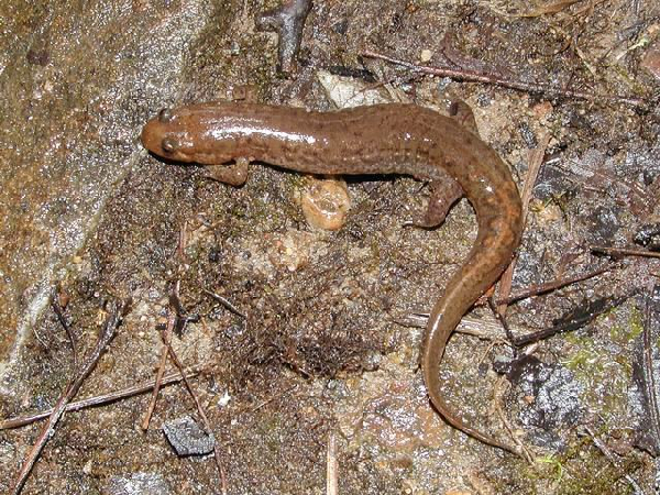  Desmognathus brimleyorum ID = 