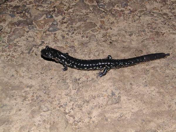  Plethodon albagula ID = 