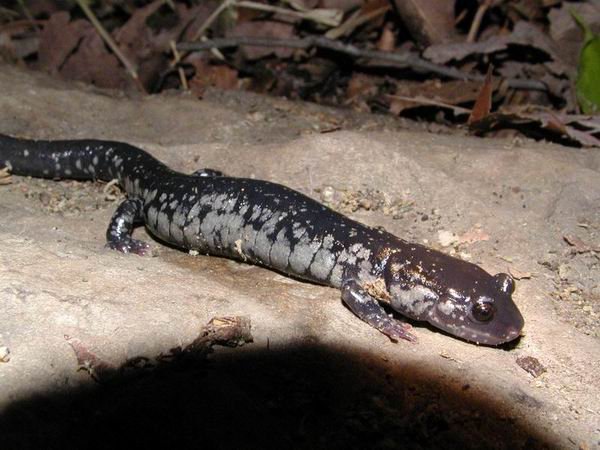  Plethodon albagula ID = 