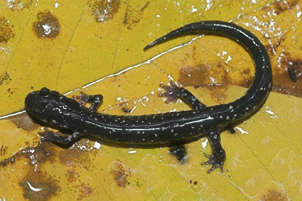  Plethodon sequoyah ID = 