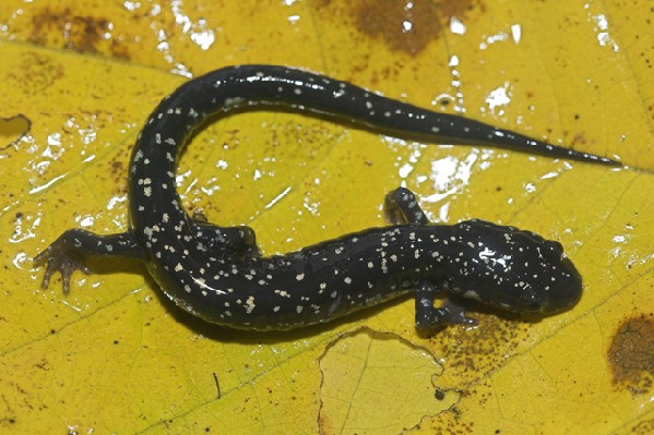  Plethodon sequoyah ID = 