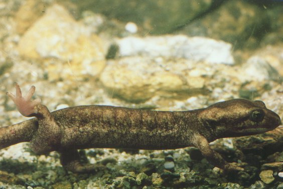  Euproctus montanus ID = 