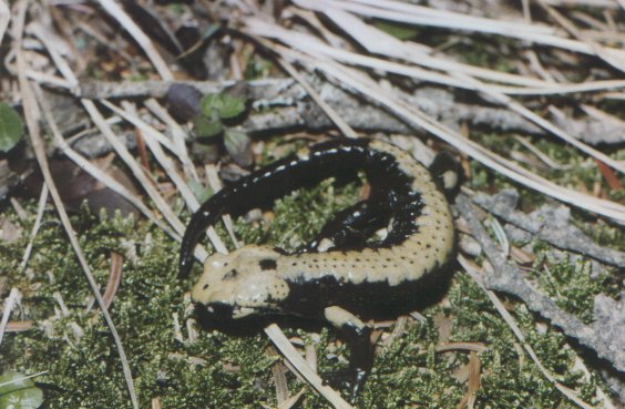  Salamandra atra ID = 