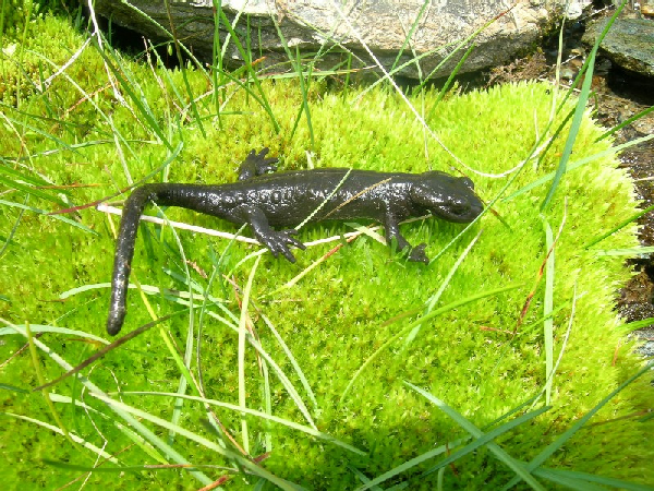  Salamandra lanzai ID = 