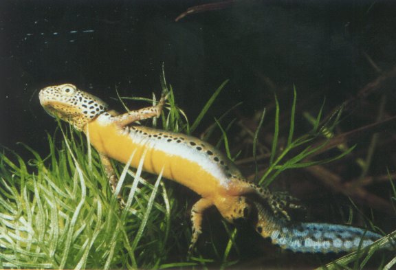  Triturus alpestris apuanus ID = 