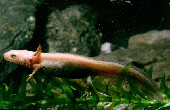  Triturus alpestris apuanus ID = 