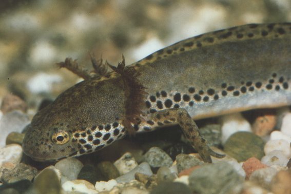  Triturus alpestris apuanus ID = 