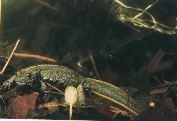  Triturus carnifex ID = 
