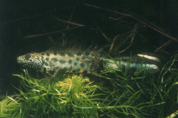  Triturus carnifex ID = 