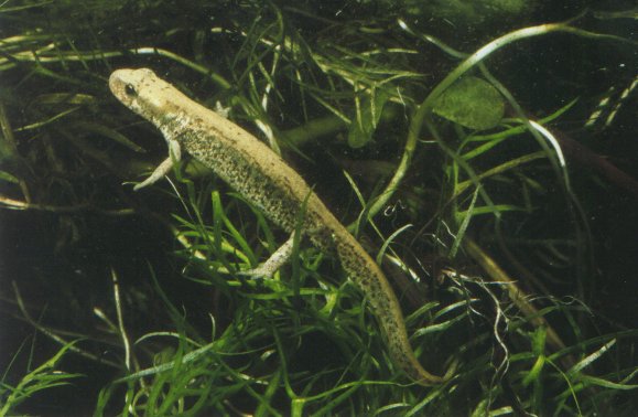  Triturus italicus ID = 