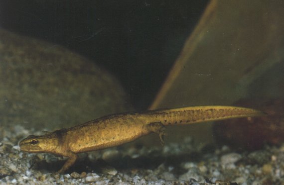  Triturus montandoni ID = 