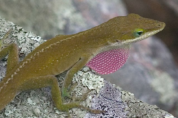  Anolis carolinensis carolinensis ID = 