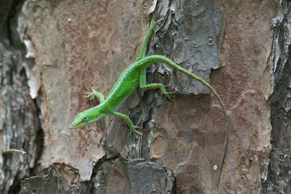  Anolis carolinensis carolinensis ID = 