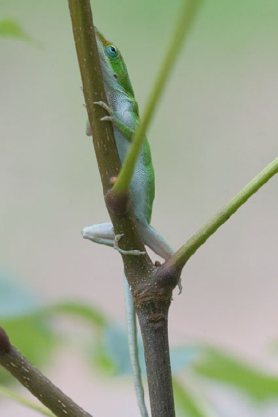  Anolis carolinensis carolinensis ID = 