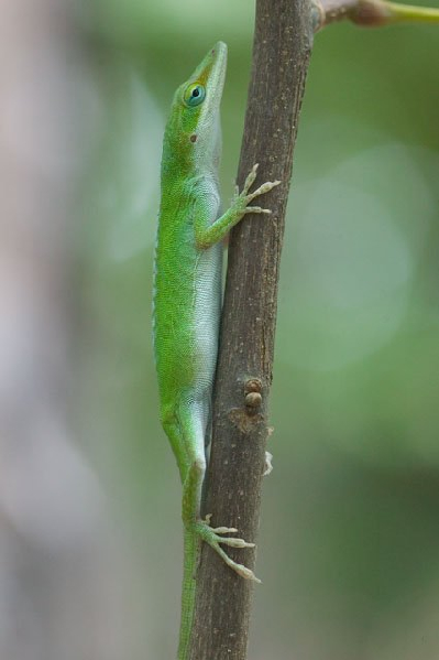  Anolis carolinensis carolinensis ID = 