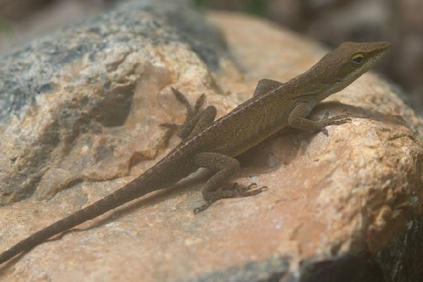  Anolis carolinensis carolinensis ID = 