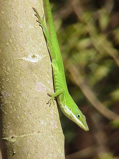  Anolis carolinensis carolinensis ID = 