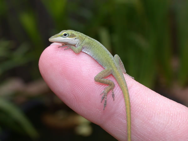  Anolis carolinensis carolinensis ID = 