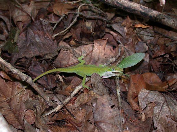  Anolis carolinensis carolinensis ID = 