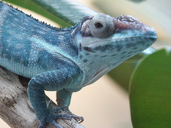  Anolis equestris ID = 