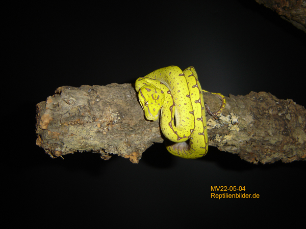  Morelia Viridis Sorong MV22-05-04 ID = 