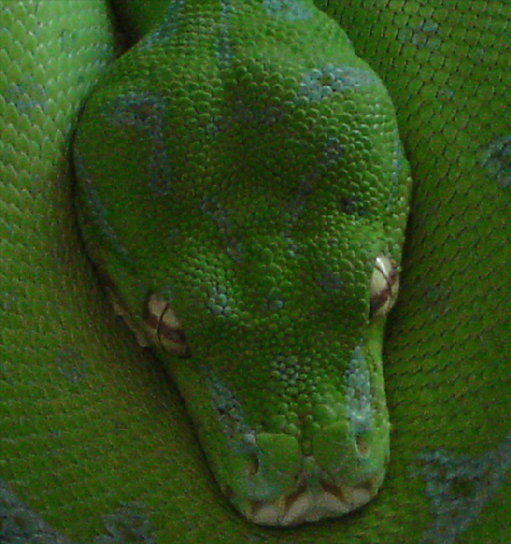  Morelia Viridis Sorong ID = 