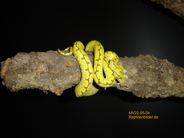  Morelia Viridis Sorong ID = 