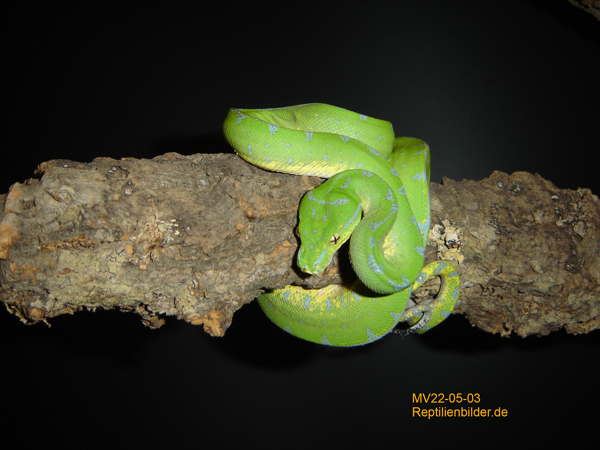  Morelia Viridis Sorong MV22-05-03 ID = 