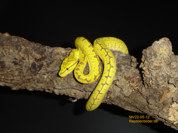  Morelia Viridis Sorong MV22-05-12 ID = 