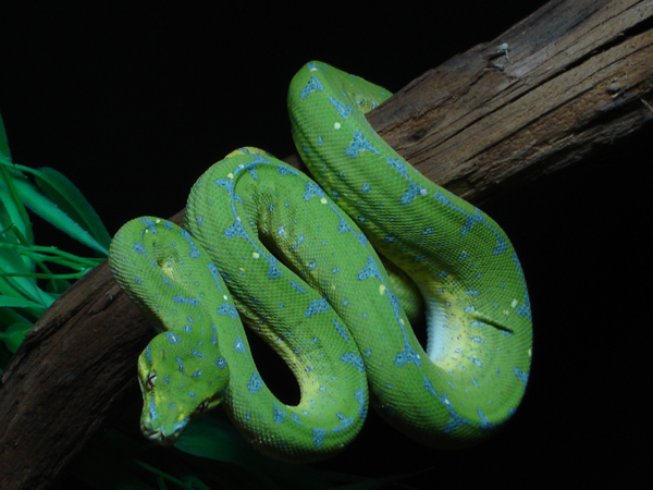  Morelia Viridis Sorong ID = 