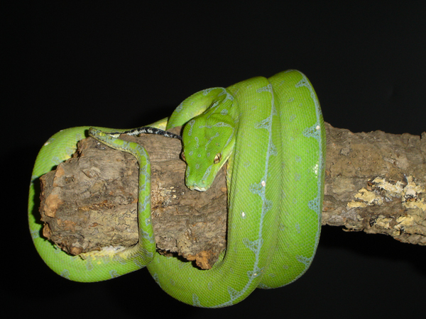  Morelia Viridis Sorong ID = 