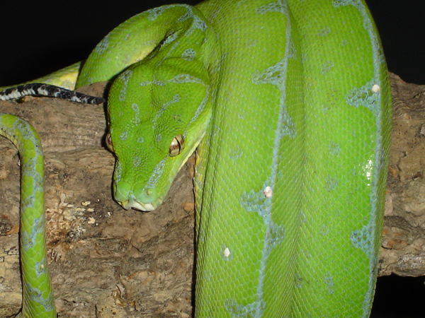  Morelia Viridis Sorong MVFK-04-01 ID = 