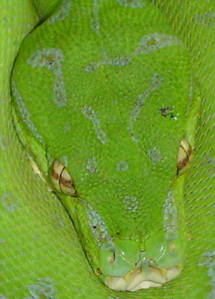  Morelia Viridis Sorong ID = 