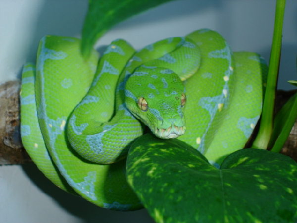  Morelia viridis ID = 