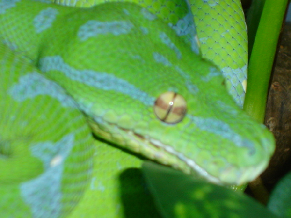  Morelia viridis ID = 