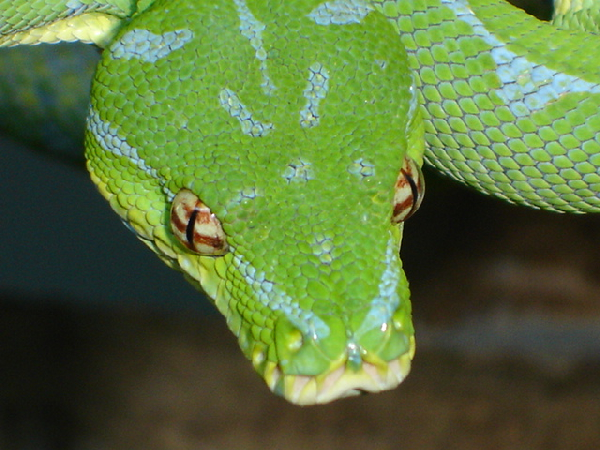  Morelia viridis ID = 