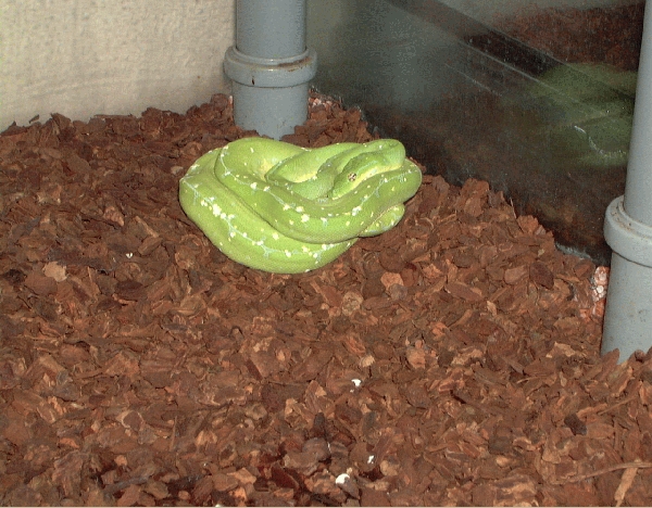  Morelia Viridis ID = 