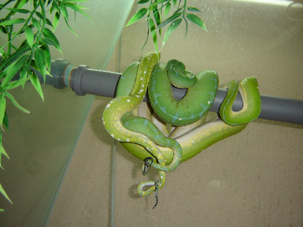  Morelia Viridis Sorong ID = 