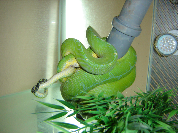  Morelia Viridis Sorong ID = 