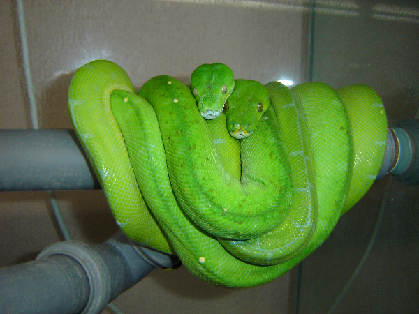  Morelia Viridis Sorong ID = 