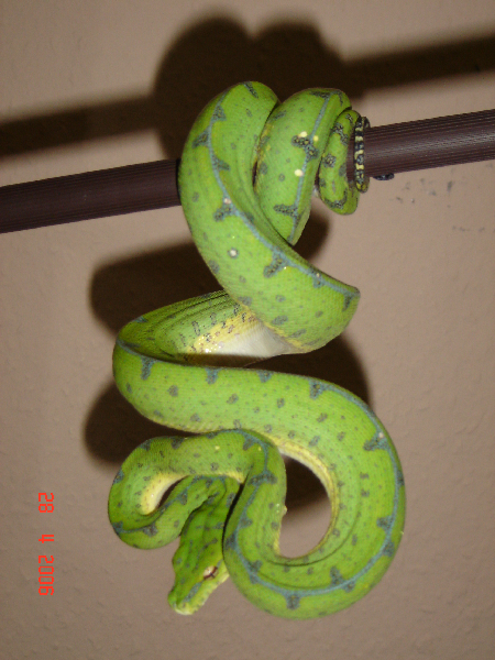  Morelia viridis Sorong ID = 