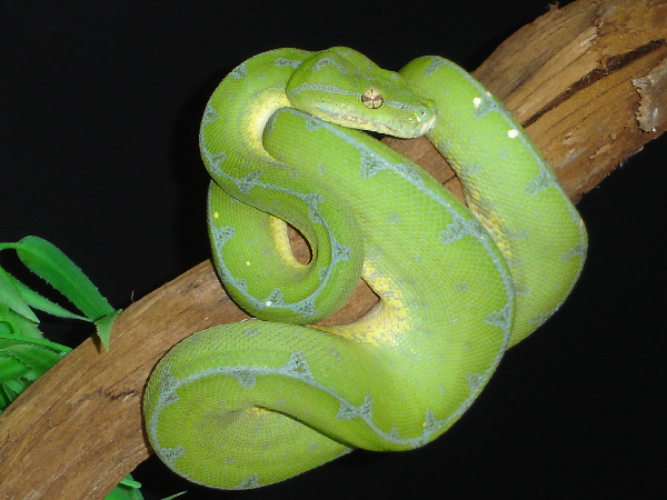  Morelia viridis Sorong ID = 