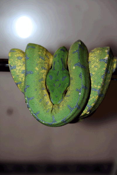 Morelia Viridis Sorong ID = 