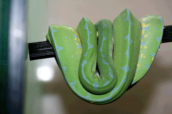 Morelia Viridis Sorong ID = 