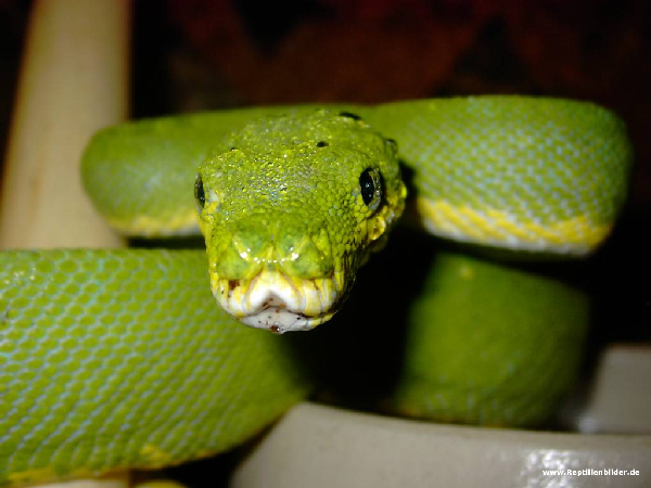  Morelia Viridis Sorong ID = 