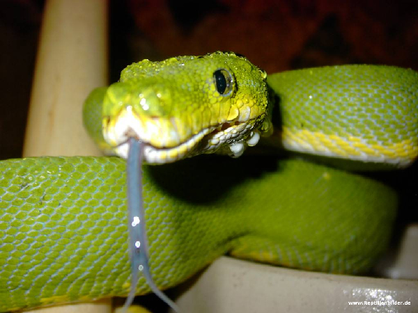  Morelia Viridis Sorong ID = 