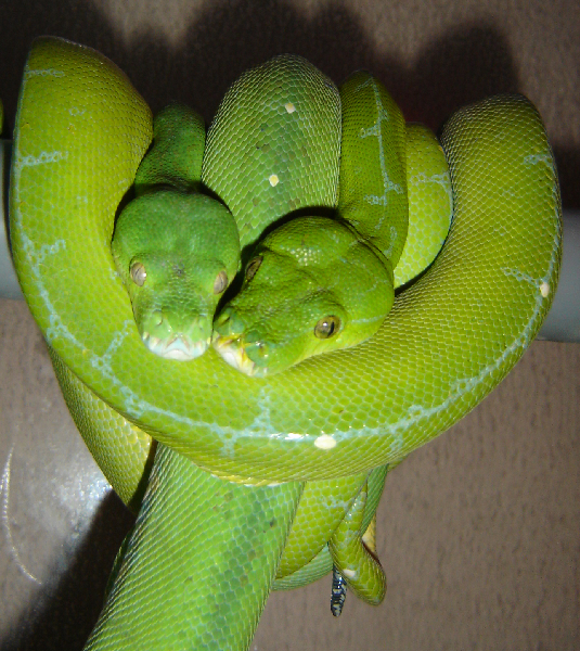  Morelia Viridis ID = 